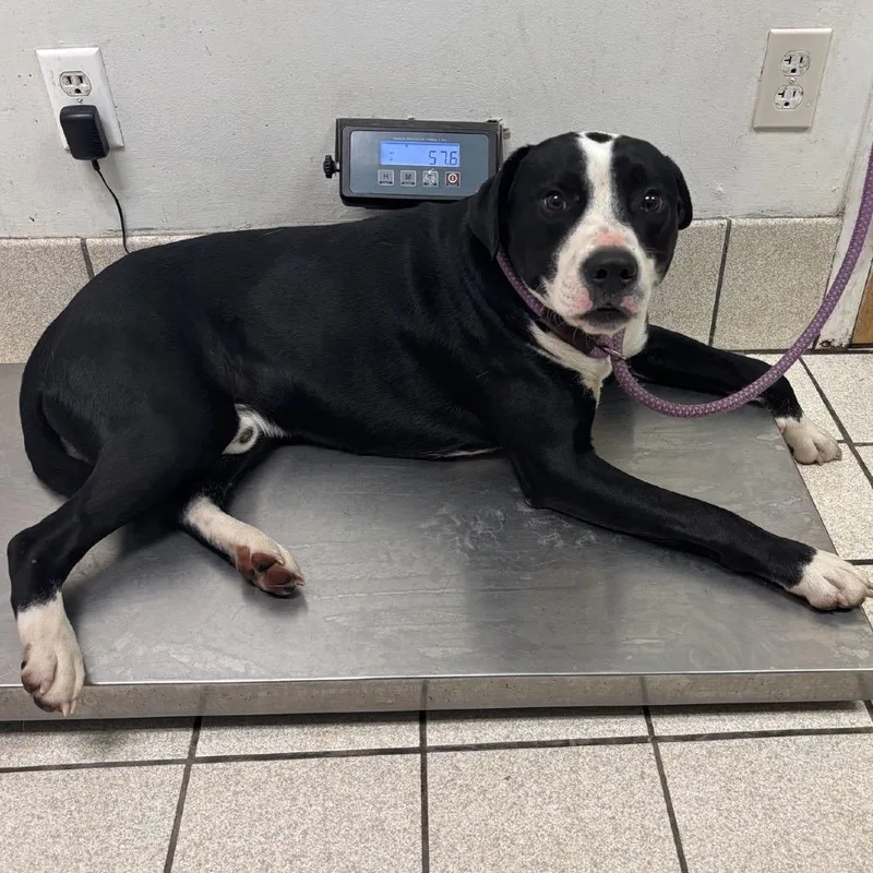An adult medium-sized male Black Mixed Breed dog named Spot for adoption in Charleston, WV
