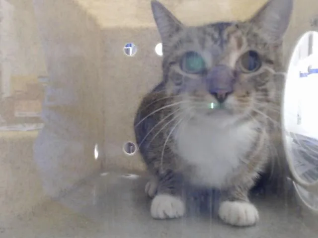 A young large-sized female Domestic Short Hair cat named A for adoption in Fayetteville, NC