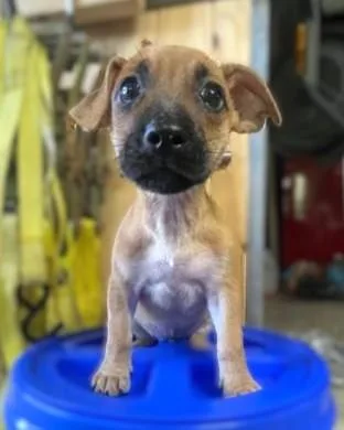 A baby small-sized male Labrador Retriever dog named Archie for adoption in Washington, DC