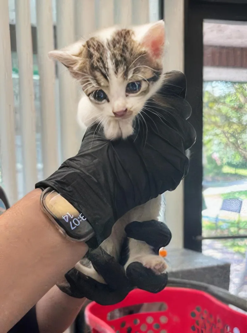 A baby medium-sized female Tabby (Gray / Blue / Silver) Domestic Short Hair cat named Allie for adoption in Nashville, TN
