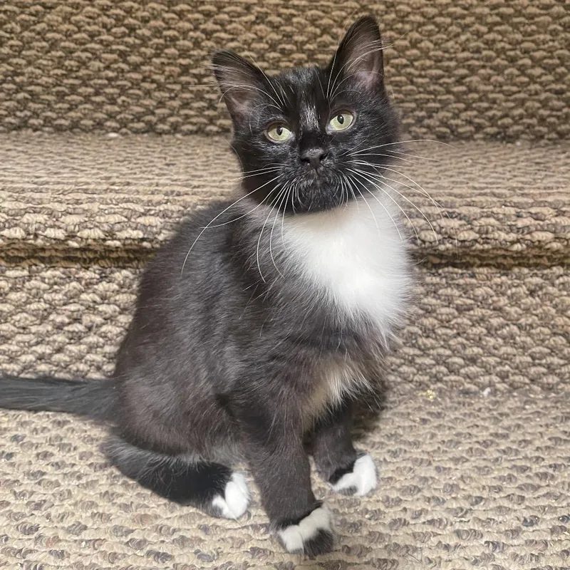 A baby small-sized male Black Domestic Long Hair cat named Fluff for adoption in Layton, UT