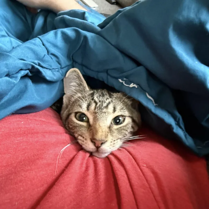 A young medium-sized male Brown / Chocolate Domestic Short Hair cat named Goose for adoption in Fairfax Station, VA
