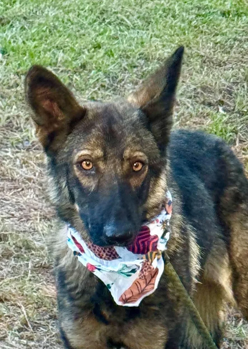 An adult medium-sized female German Shepherd Dog dog named Dutchess for adoption in Sumter, SC