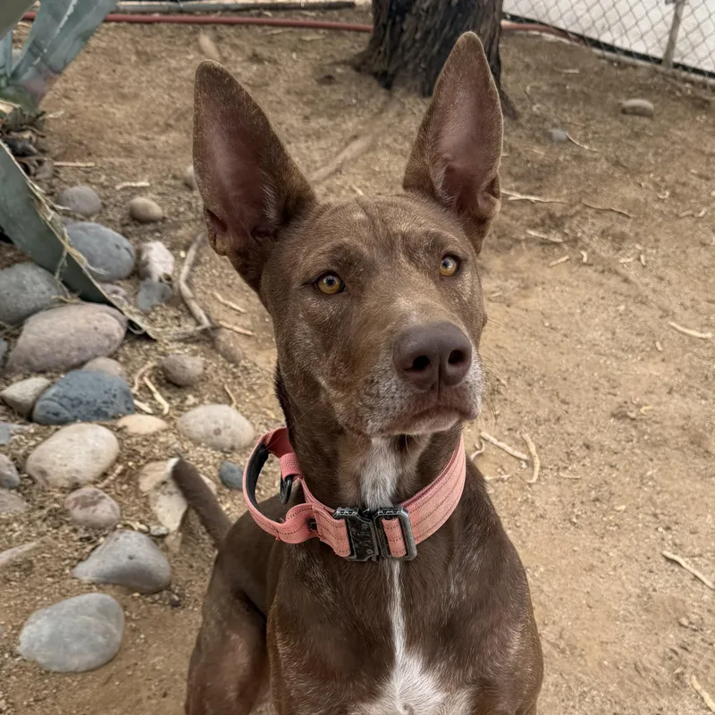An adult large-sized female Brindle Catahoula Leopard Dog dog named Nikki for adoption in Oro Valley, AZ