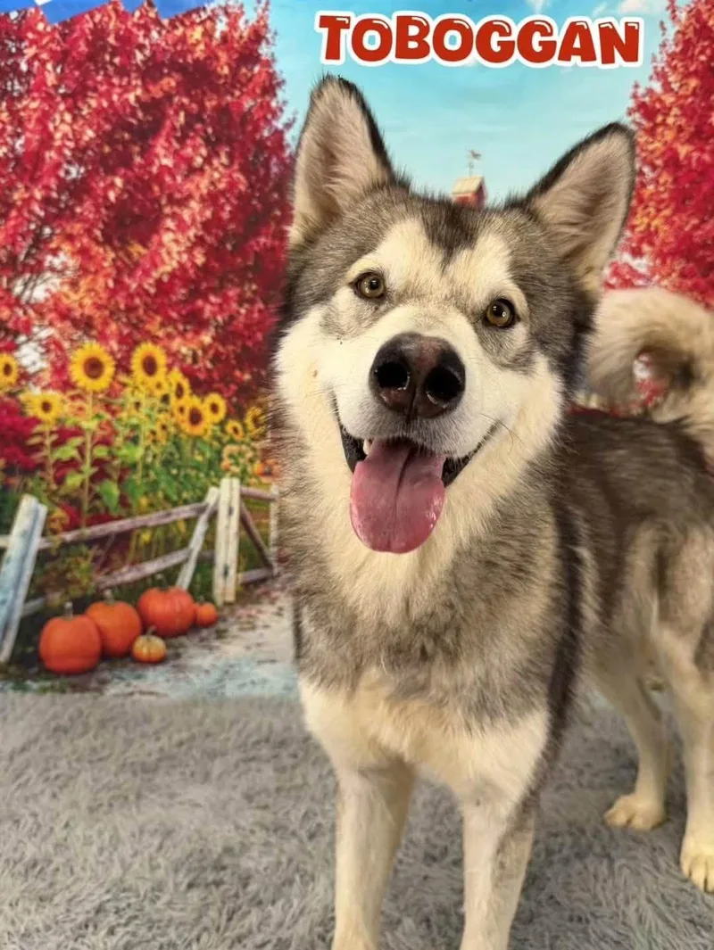 An adult large-sized male Gray / Blue / Silver Husky dog named Toboggan for adoption in Flint, MI