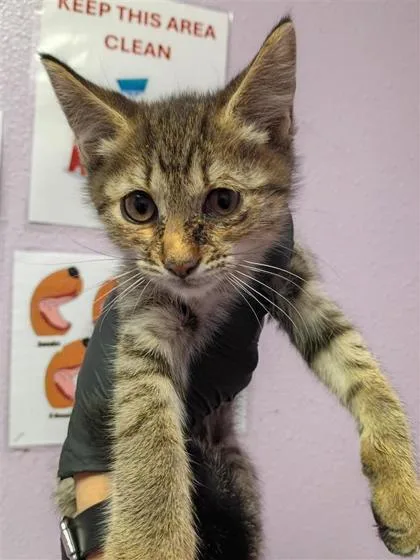 A baby small-sized female Brown / Chocolate Domestic Short Hair cat named 61424494 for adoption in El Paso, TX