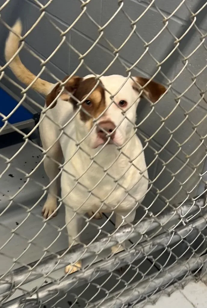 A senior medium-sized male Labrador Retriever dog named Beau for adoption in Greenwood, MS