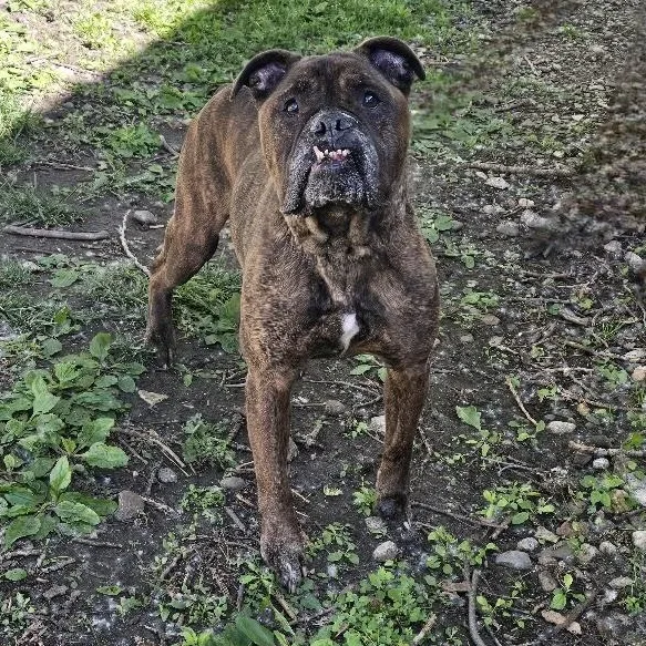 A senior medium-sized male Brindle Bulldog dog named Rico for adoption in Waterloo, IA