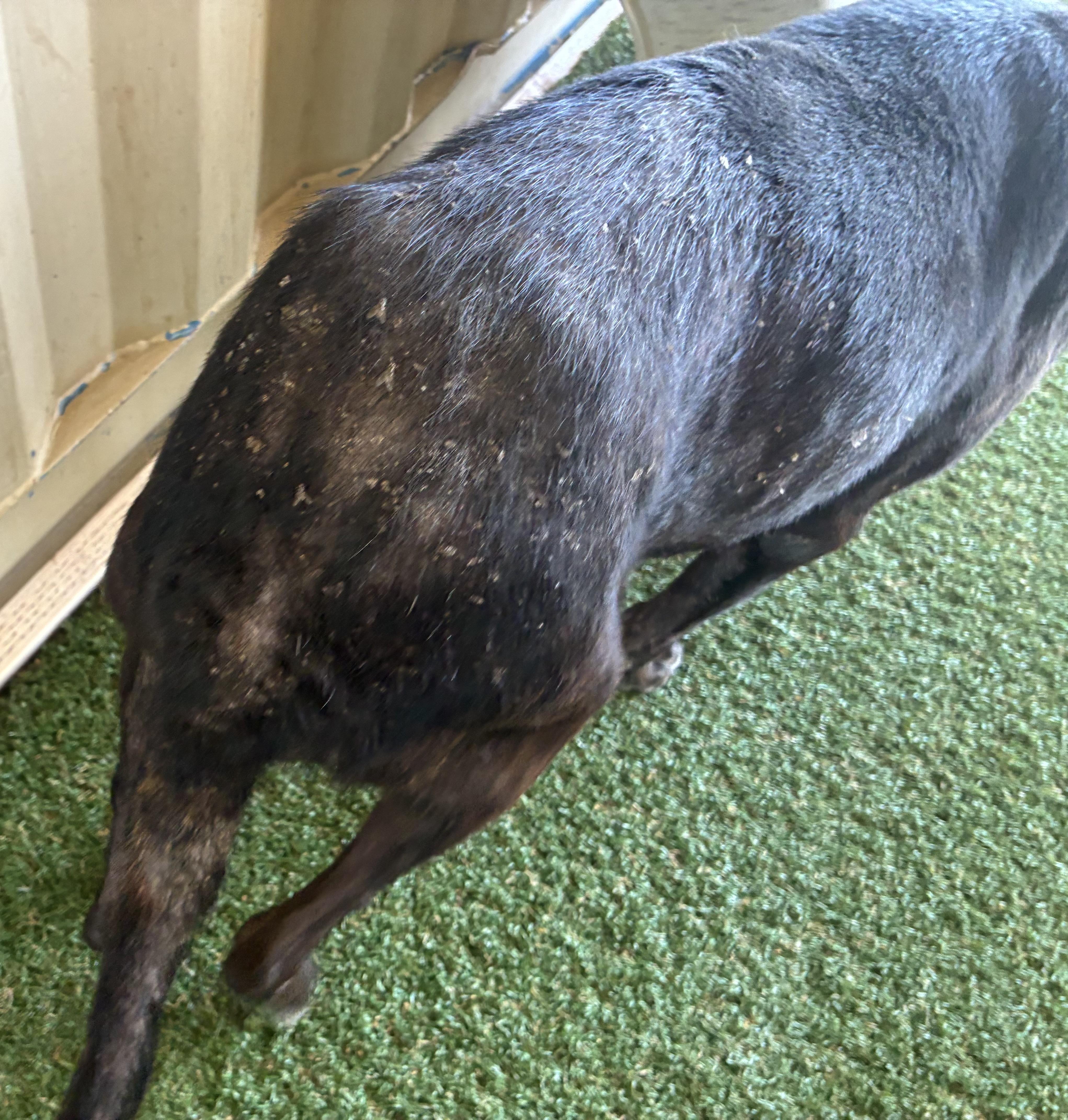 A senior large-sized male Black Labrador Retriever dog named Thunder for adoption in San Francisco, CA