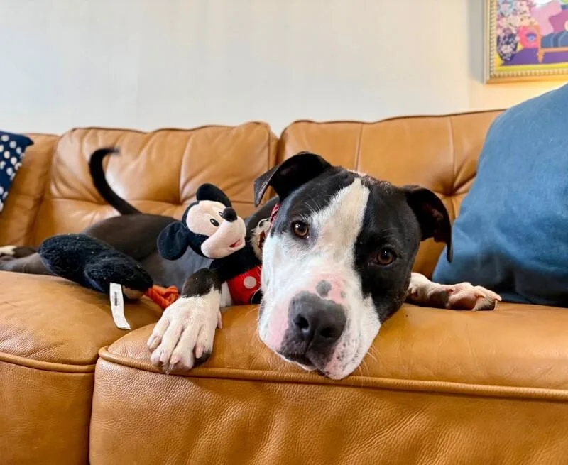 A young medium-sized male Black Pit Bull Terrier dog named Gizmo Kissy The Sweetest for adoption in Friendswood, TX