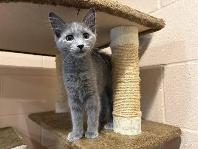A baby small-sized female Domestic Short Hair cat named Cookie for adoption in Augusta, GA