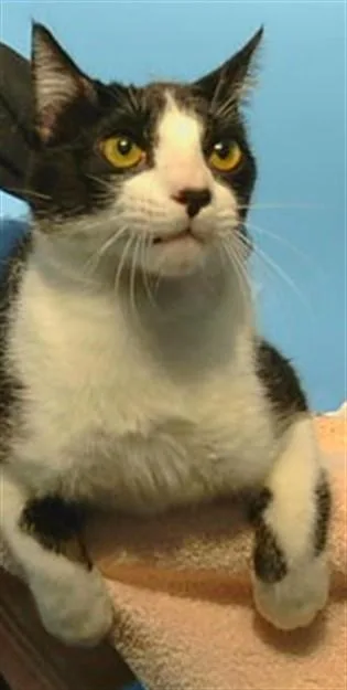 An adult medium-sized male Domestic Short Hair cat named A for adoption in Gardena, CA