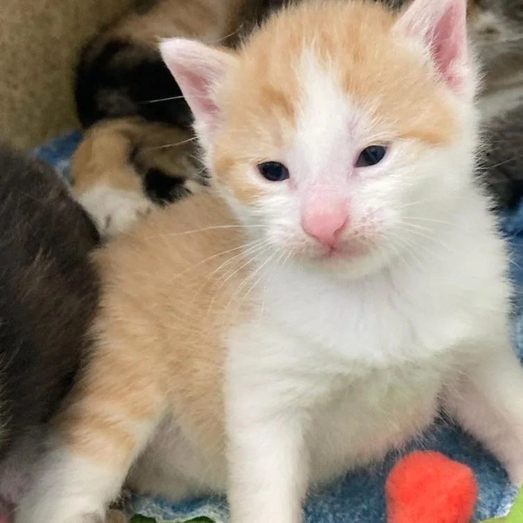 A baby small-sized male Orange / Red Domestic Short Hair cat named Nix for adoption in Philadelphia, PA