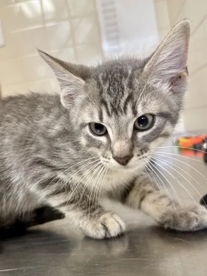 A young small-sized male Domestic Short Hair cat named Kenickie for adoption in San Antonio, TX