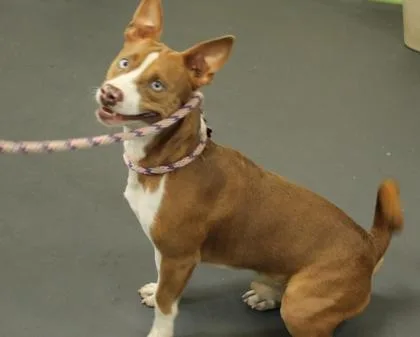 A young medium-sized male Terrier dog named Niko for adoption in Picayune, MS