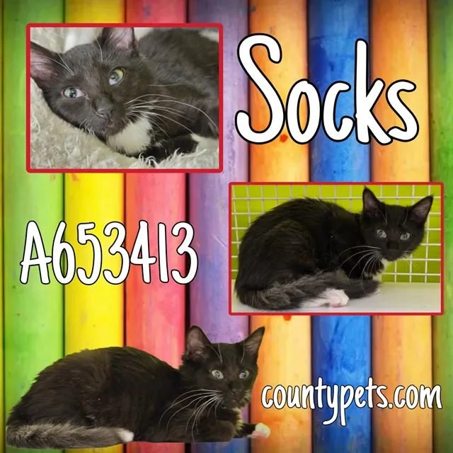 A baby small-sized male Domestic Short Hair cat named Socks for adoption in Houston, TX