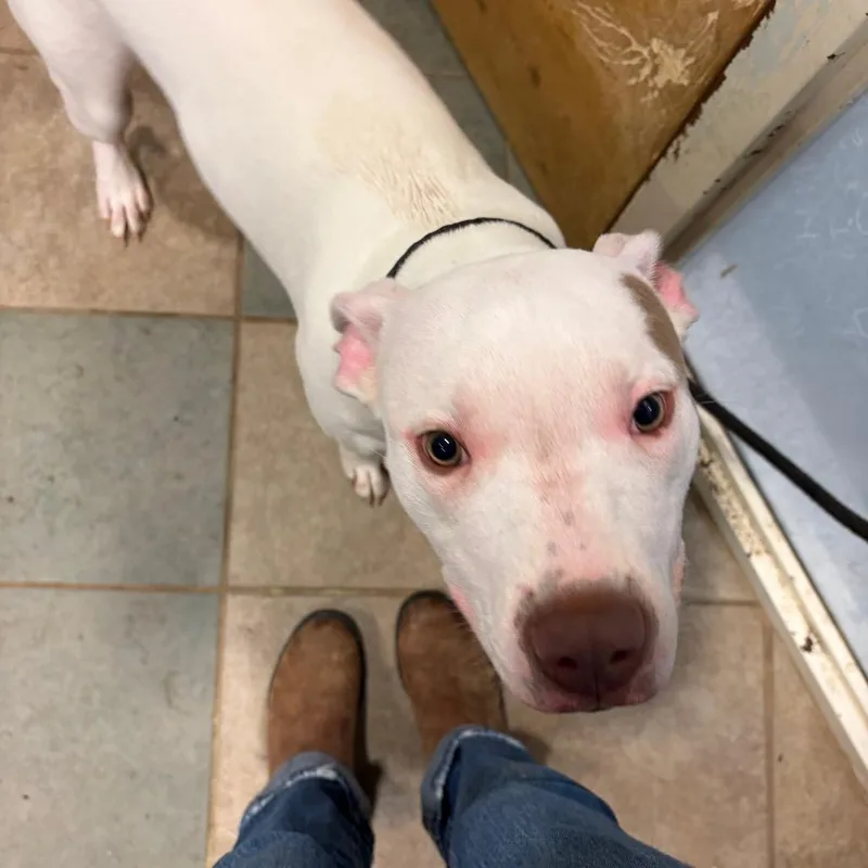 Firecracker thumbnail 2