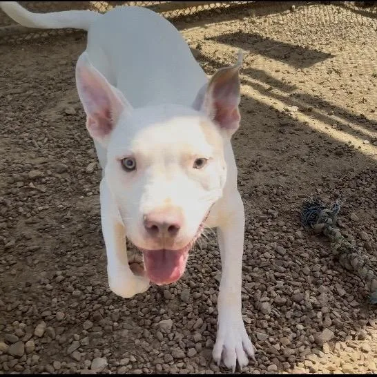 Firecracker thumbnail 3