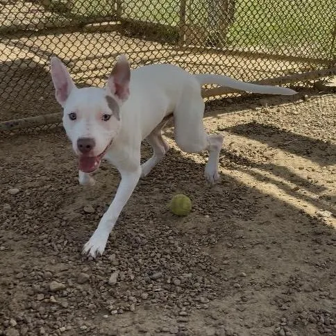 Firecracker thumbnail 4