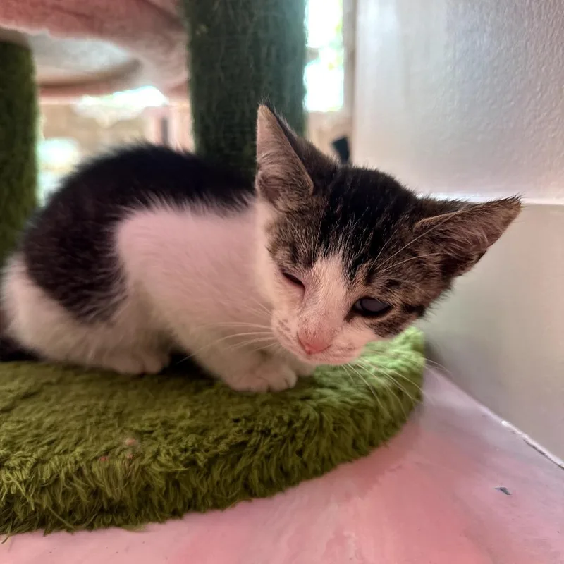 A baby small-sized male White Domestic Short Hair cat named Biscuit for adoption in Forest Park, IL