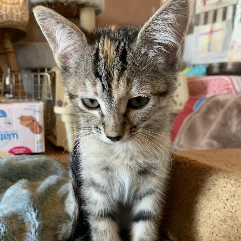 A baby small-sized female Gray / Blue / Silver Domestic Medium Hair cat named Irene for adoption in Taos, NM