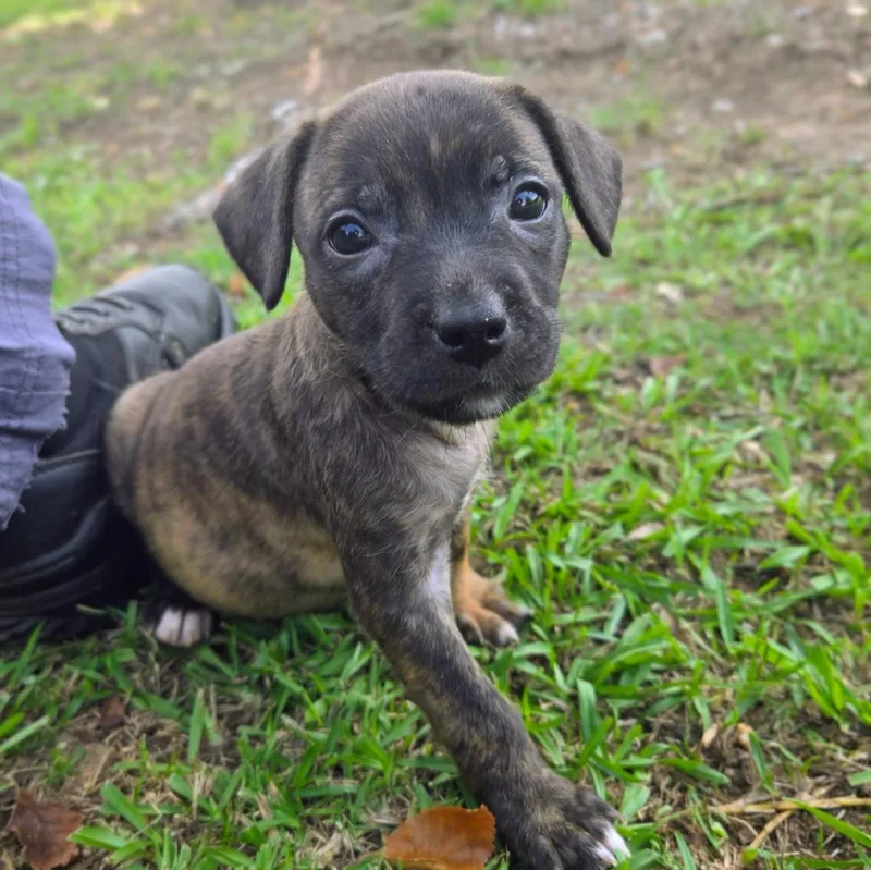 A baby medium-sized female Mixed Breed dog named Gem for adoption in Douglasville, GA