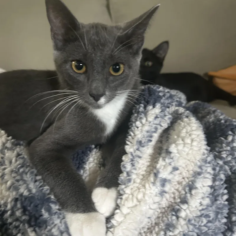 A baby small-sized female Black Domestic Short Hair cat named Ghost and Bonnie for adoption in Bourne, MA