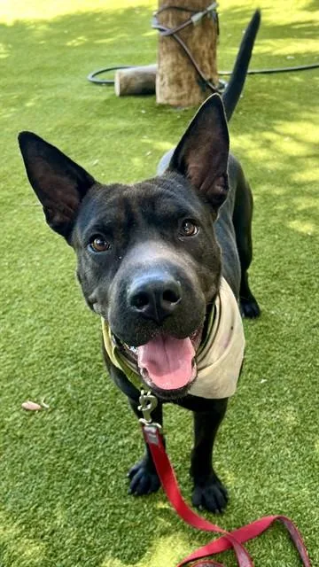 An adult large-sized male Terrier dog named Ace for adoption in Miami, FL