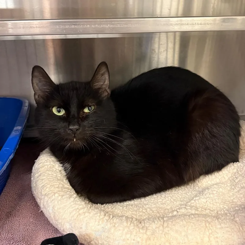 An adult medium-sized female Black Domestic Short Hair cat named Sox for adoption in Springfield, IL