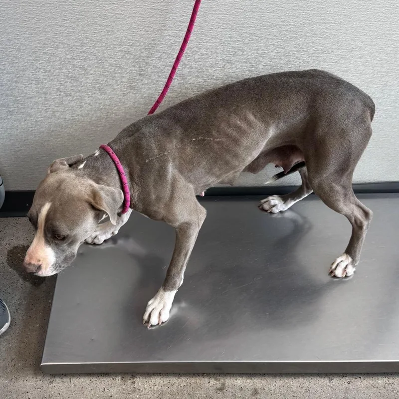 An adult medium-sized female Mixed Breed dog named 111157 for adoption in Las Cruces, NM