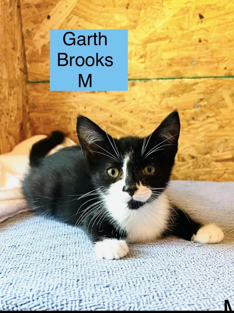A baby small-sized male Domestic Medium Hair cat named Garth Brooks. Lynn for adoption in Sneads Ferry, NC