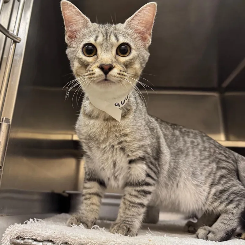 A young medium-sized female Gray / Blue / Silver Domestic Short Hair cat named Sandy for adoption in Birmingham, AL