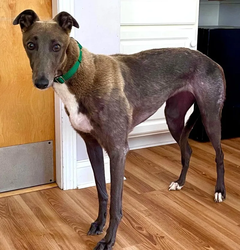 A young large-sized female Greyhound dog named Pam for adoption in Hopkinton, MA