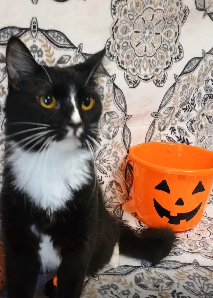A young medium-sized male Black & White / Tuxedo Domestic Medium Hair cat named Logan for adoption in Valdosta, GA