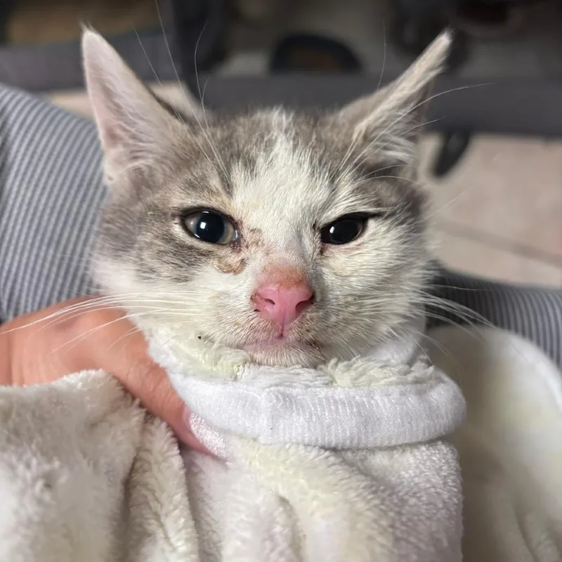A baby small-sized male Gray / Blue / Silver Domestic Short Hair cat named Blaze for adoption in Brooklyn, NY