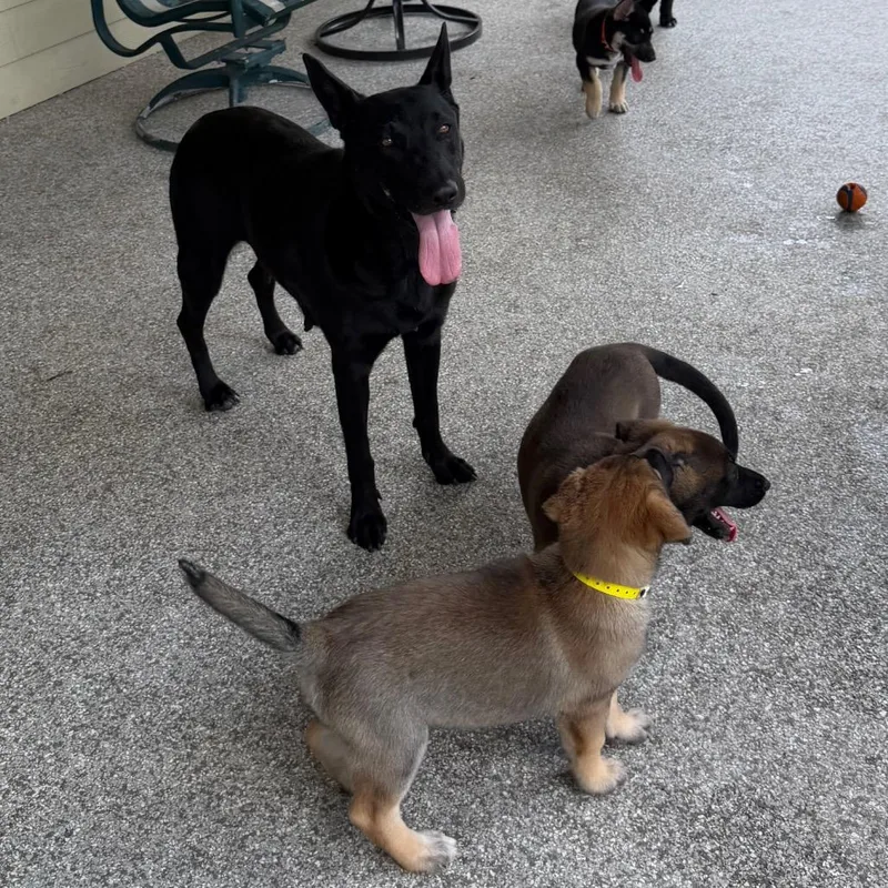 An adult medium-sized female Black Shepherd dog named Rue for adoption in Wellington, FL
