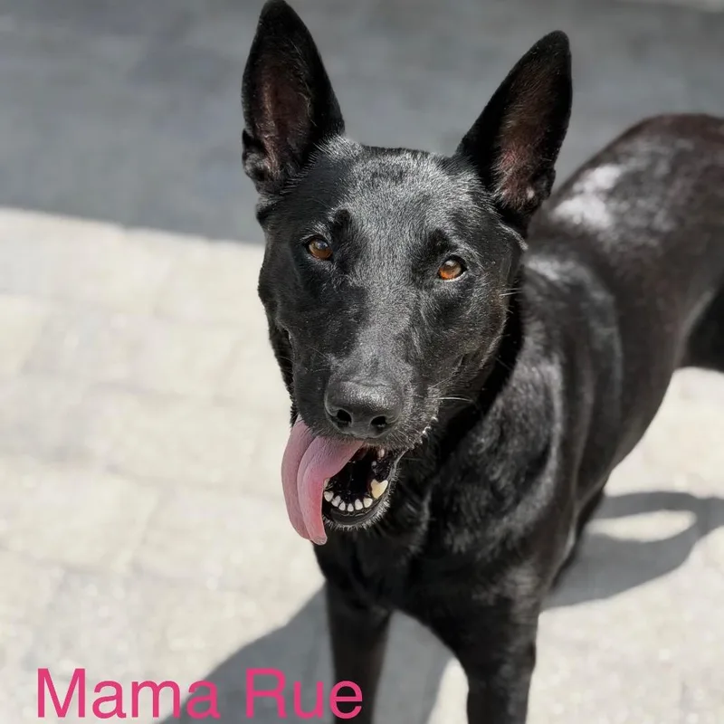 Rue thumbnail 3