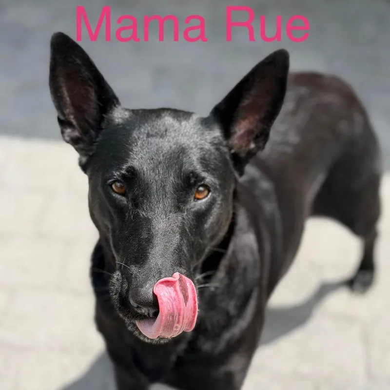 Rue thumbnail 4