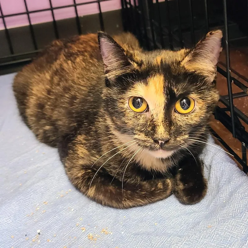 A young medium-sized female Tortoiseshell Domestic Short Hair cat named Hide for adoption in Springfield, IL