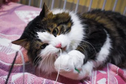An adult large-sized male Domestic Medium Hair cat named Anka for adoption in Ringoes, NJ