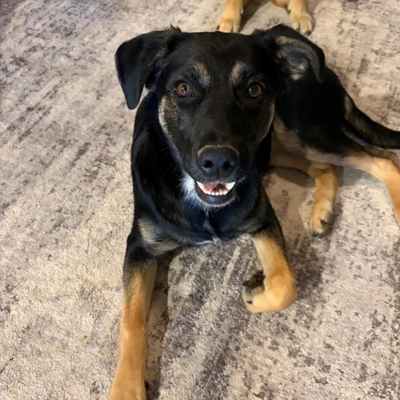 A young medium-sized female Black Shepherd dog named Nova for adoption in Tulsa, OK