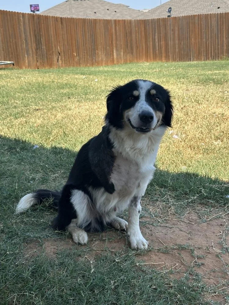 A young medium-sized male Brown / Chocolate Australian Shepherd dog named Skip for adoption in Shawnee, OK