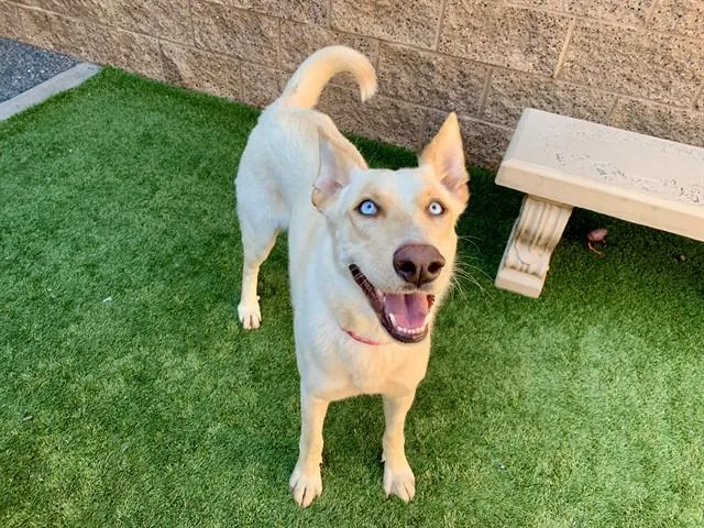 A young large-sized female White / Cream Siberian Husky dog named Urgent Save Me Please for adoption in San Marcos, CA