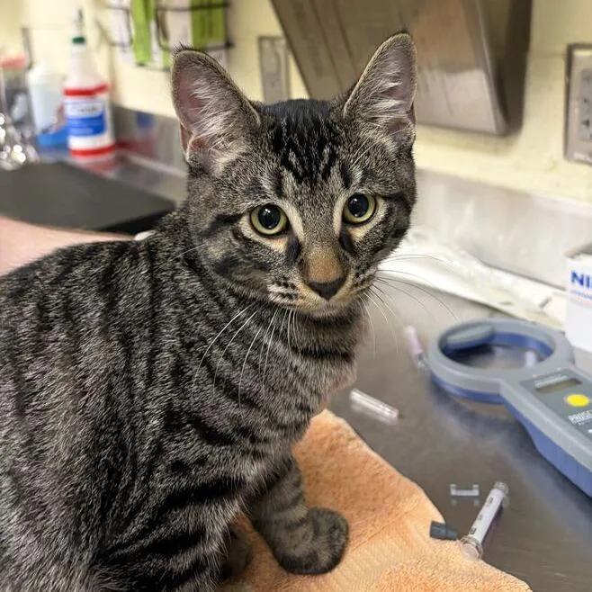 A baby medium-sized male Domestic Short Hair cat named Obsidian for adoption in Asheville, NC