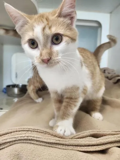A young small-sized male Domestic Short Hair cat named Zap for adoption in Columbus, IN