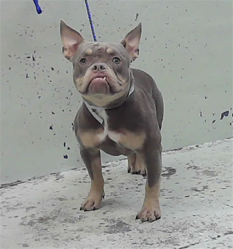 A young medium-sized female Staffordshire Bull Terrier dog named Ivana for adoption in Houston, TX