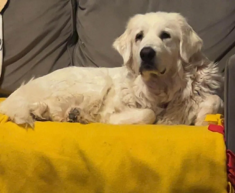 Princess Elsa thumbnail 5