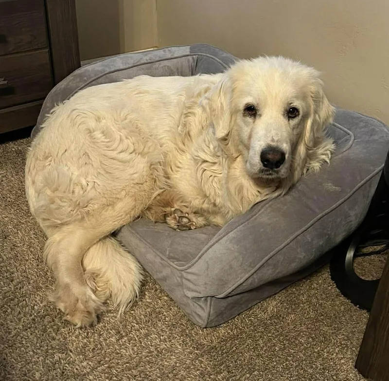 Princess Elsa thumbnail 6