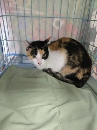 A baby small-sized female Domestic Short Hair cat named Linda for adoption in Gainesville, FL