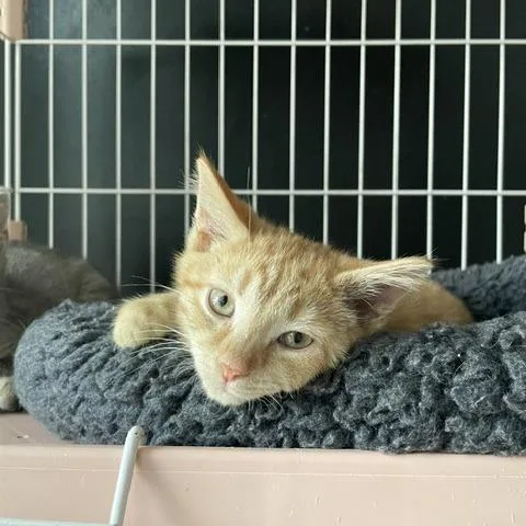 A baby small-sized male Orange / Red Domestic Short Hair cat named Summer for adoption in Dayton, OH